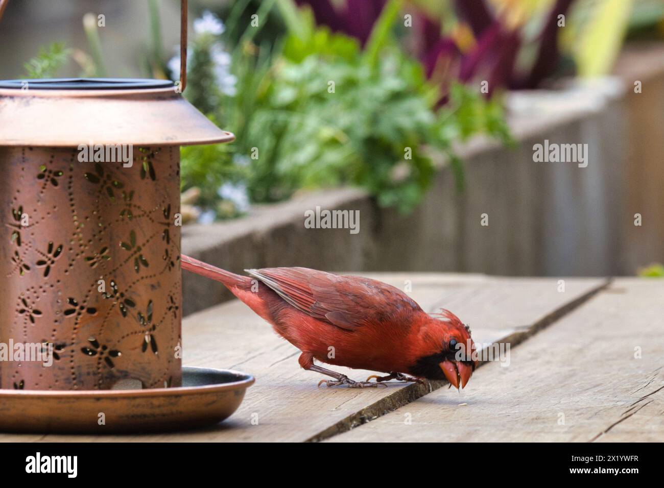 Rosso brillante cardinale del nord che cerca di sembrare intimidatorio. Foto Stock