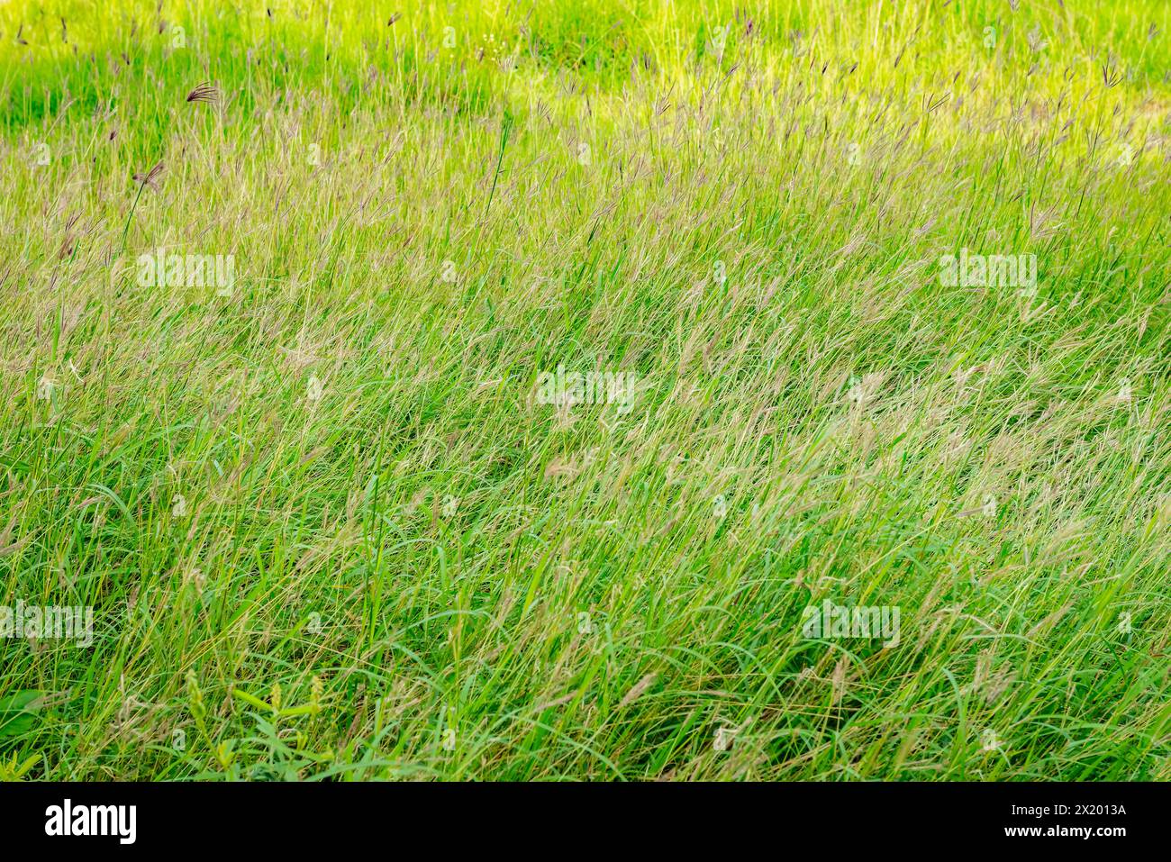 Lussureggiante lama lunga erba verde selvatica prato erbaccia alta Foto Stock