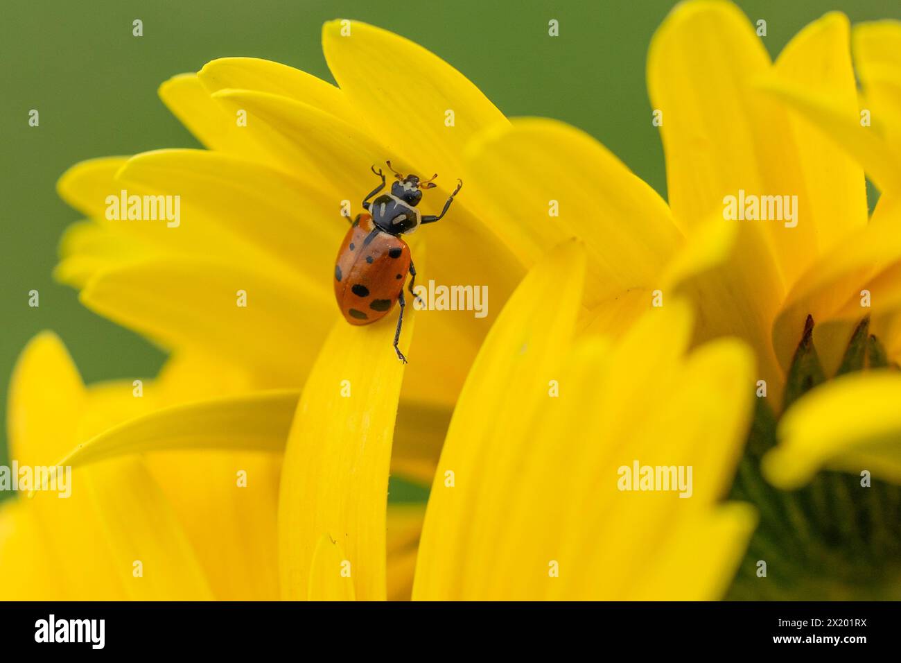 Primo piano di coccinella con macchie che strisciano su margherite gialle colorate nel giardino primaverile Foto Stock