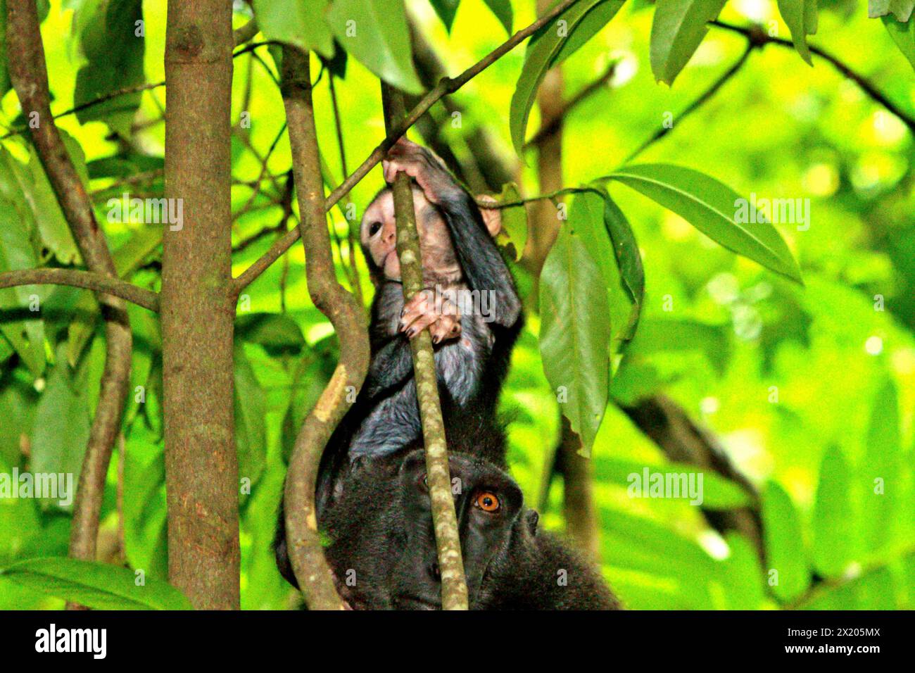 Un macaco crestato (Macaca nigra) è fotografato insieme alla madre nella foresta di Tangkoko, Sulawesi settentrionale, Indonesia. Il cambiamento climatico è uno dei principali fattori che influenzano la biodiversità in tutto il mondo a un ritmo allarmante secondo un team di scienziati guidato da Antonio Acini Vasquez-Aguilar nel loro articolo di ricerca del marzo 2024 pubblicato su Environ Monit Evaluate. Potrebbe spostare la distribuzione geografica di specie, comprese specie che dipendono molto dalla copertura forestale come i primati, dicono, come un altro team di scienziati guidati da Miriam Plaza Pinto avverte che 'circa un quarto di.. Foto Stock
