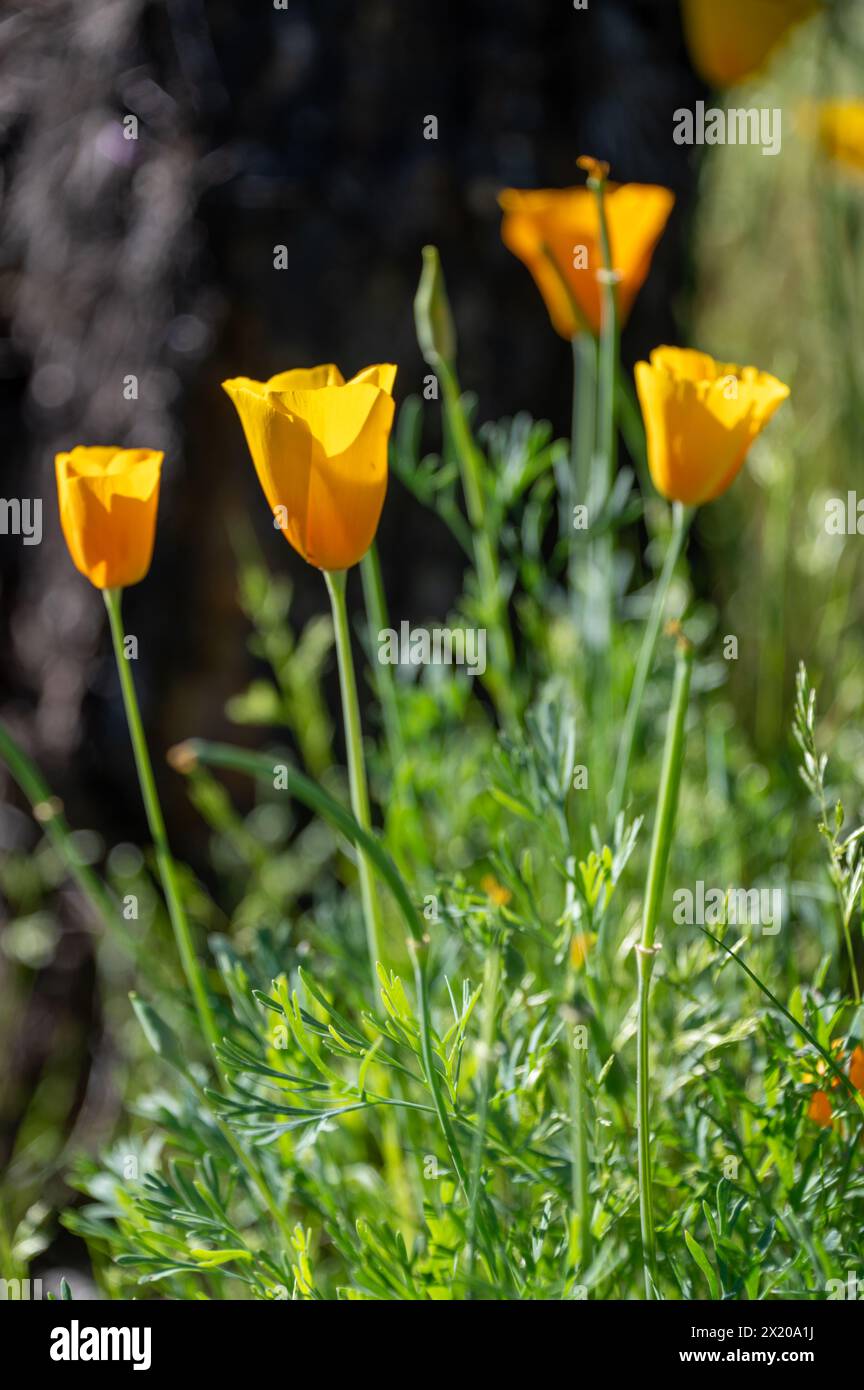 Fiori selvatici primaverili nel deserto di sonora Foto Stock