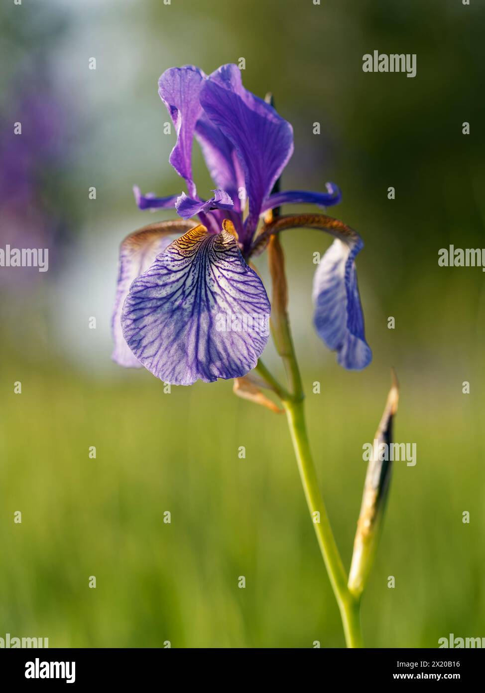 Siberiano, iris Iris sibirica, prato iris Foto Stock