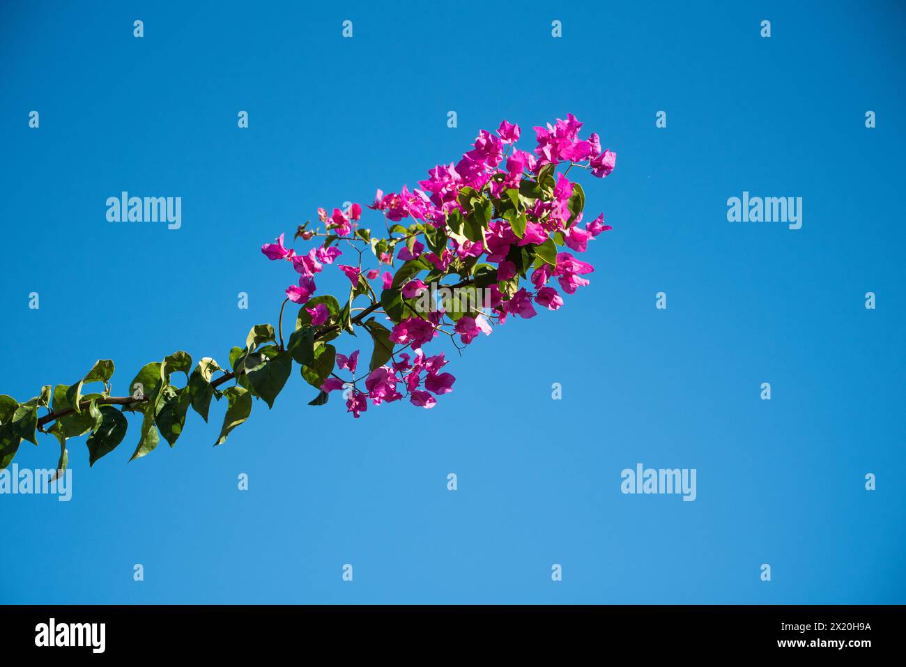 Ramo di bouganville che raggiunge il cielo spagnolo blu profondo Foto Stock