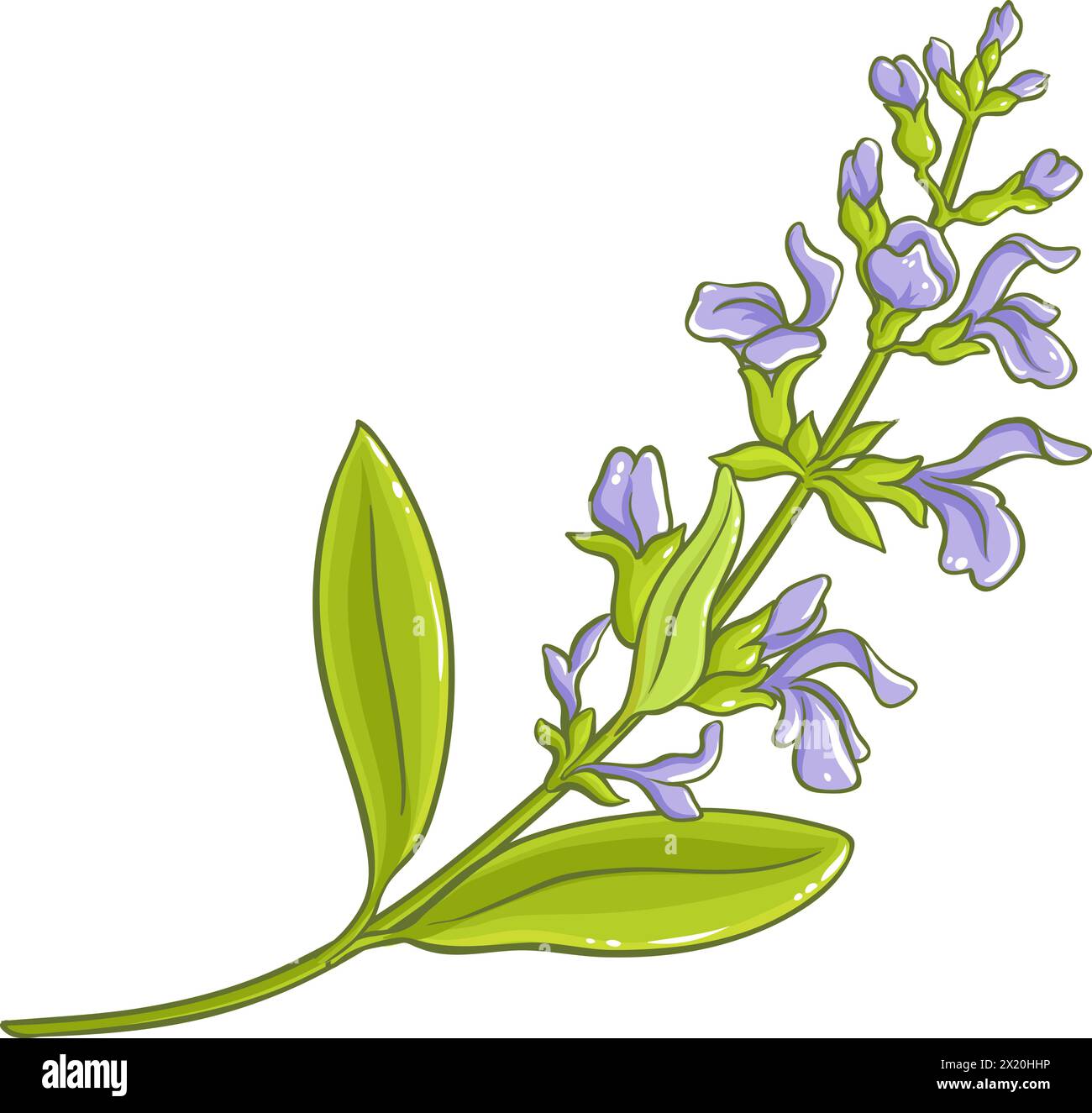 Illustrazione dettagliata colorata di Sage Plant. Illustrazione Vettoriale