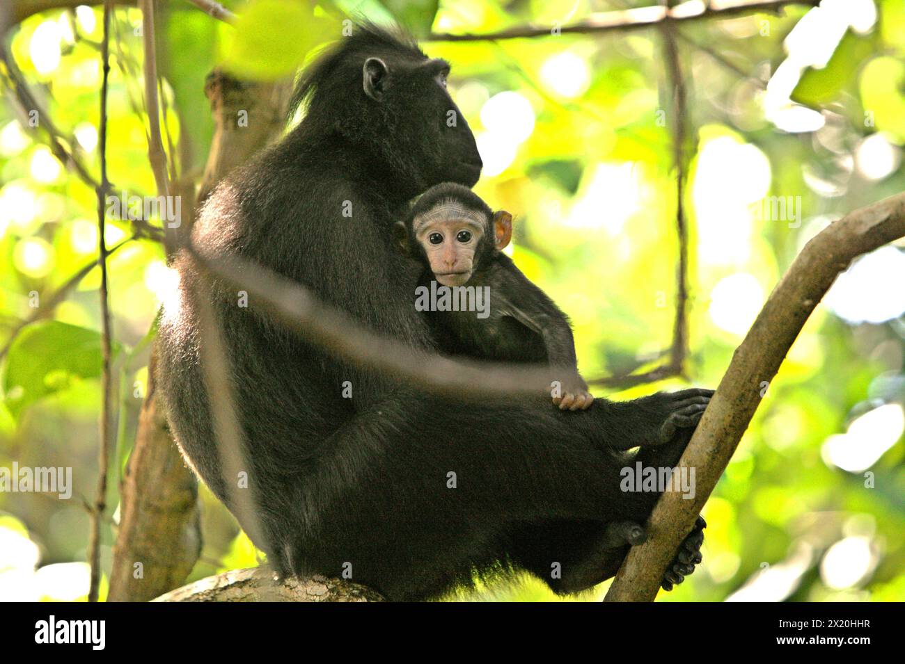 Un macaco crestato (Macaca nigra) si prende cura di una progenie nella foresta di Tangkoko, Sulawesi settentrionale, Indonesia. Il cambiamento climatico è uno dei principali fattori che influenzano la biodiversità in tutto il mondo a un ritmo allarmante secondo un team di scienziati guidato da Antonio Acini Vasquez-Aguilar nel loro articolo di ricerca del marzo 2024 pubblicato su Environ Monit Evaluate. Potrebbe spostare la distribuzione geografica delle specie, comprese quelle che dipendono molto dalla copertura forestale come i primati, dicono, come un altro gruppo di scienziati guidati da Miriam Plaza Pinto avverte che "circa un quarto dei primati" Foto Stock