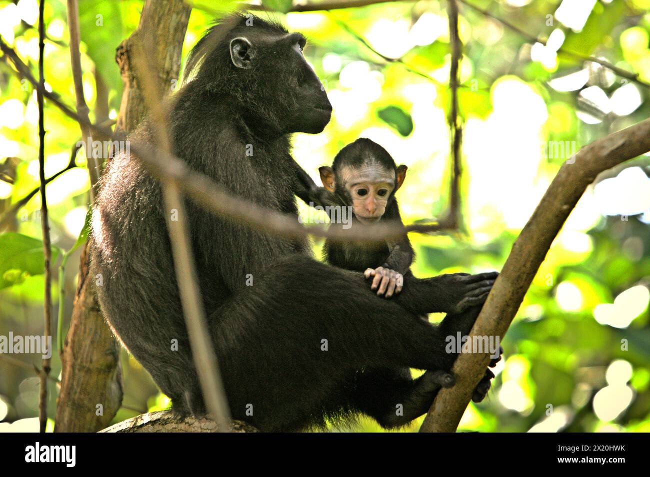 Un macaco crestato (Macaca nigra) si prende cura di una progenie nella foresta di Tangkoko, Sulawesi settentrionale, Indonesia. Il cambiamento climatico è uno dei principali fattori che influenzano la biodiversità in tutto il mondo a un ritmo allarmante secondo un team di scienziati guidato da Antonio Acini Vasquez-Aguilar nel loro articolo di ricerca del marzo 2024 pubblicato su Environ Monit Evaluate. Potrebbe spostare la distribuzione geografica delle specie, comprese quelle che dipendono molto dalla copertura forestale come i primati, dicono, come un altro gruppo di scienziati guidati da Miriam Plaza Pinto avverte che "circa un quarto dei primati" Foto Stock
