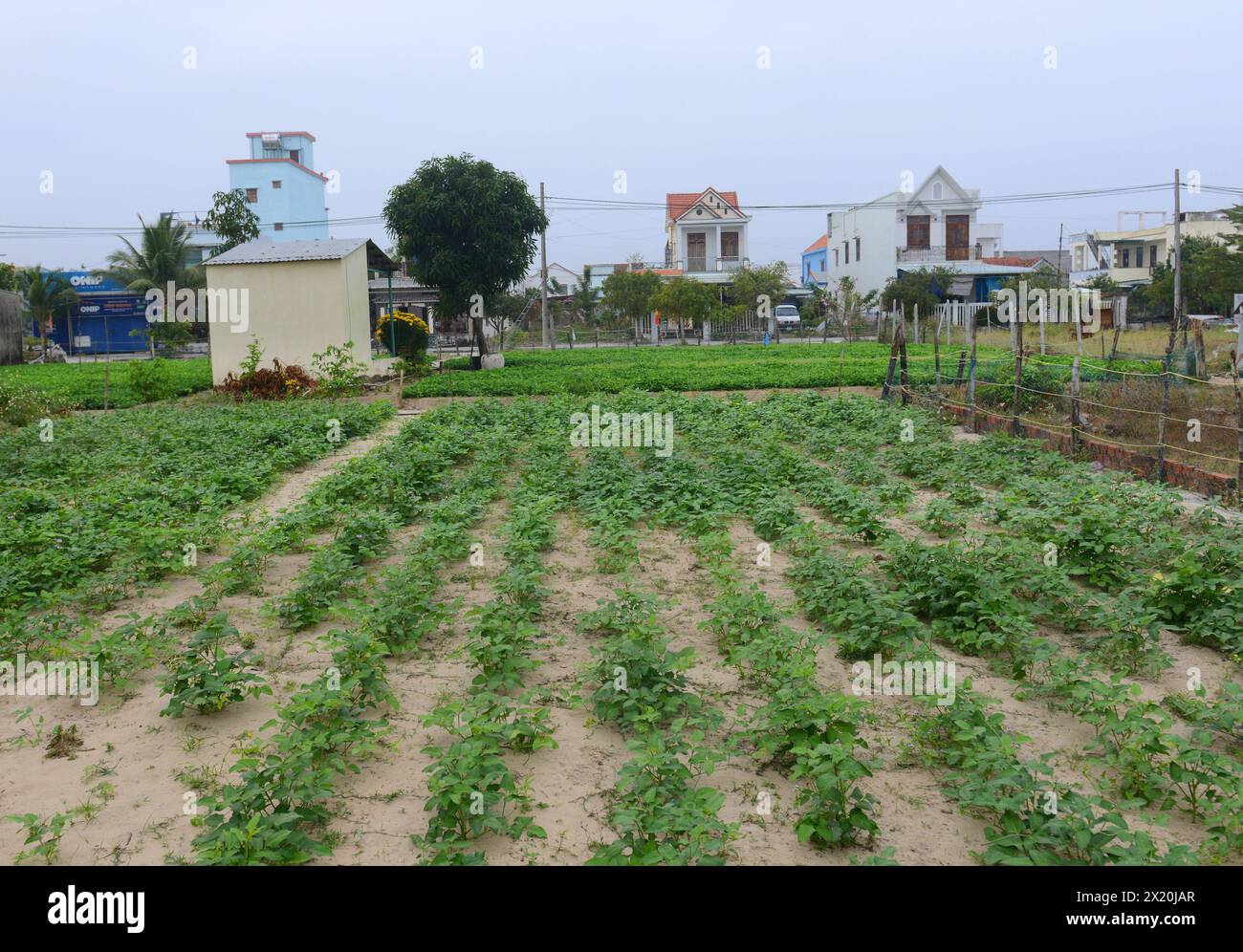 Piccole fattorie lungo le strade di Bàn Thạch, Hoi An, Vietnam. Foto Stock