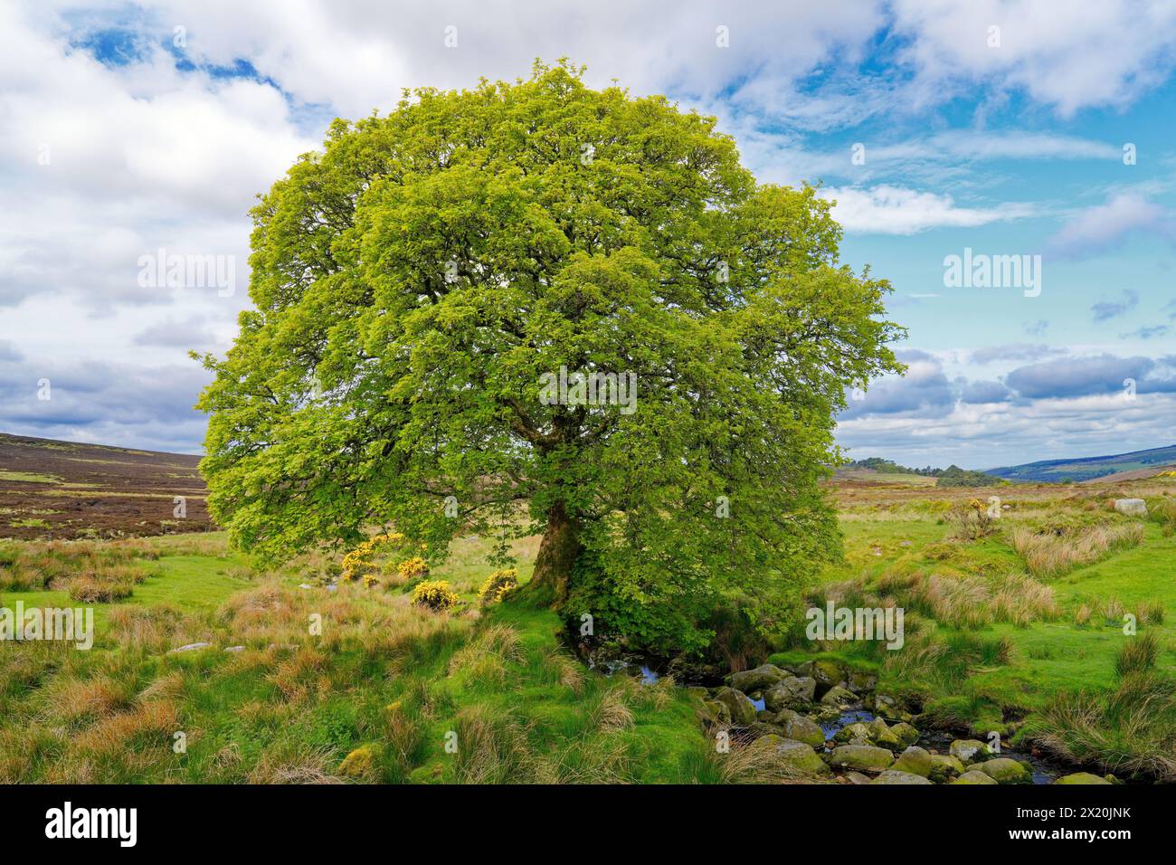 Irlanda, contea di Wicklow, albero verde nei monti Wicklow Foto Stock