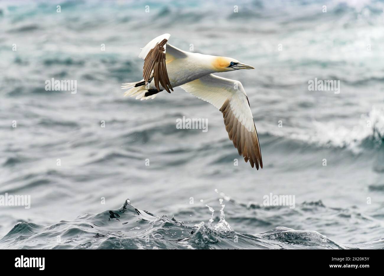 Irlanda, Contea di Kerry, Isola di Little Skellig, Gannets del Nord Foto Stock