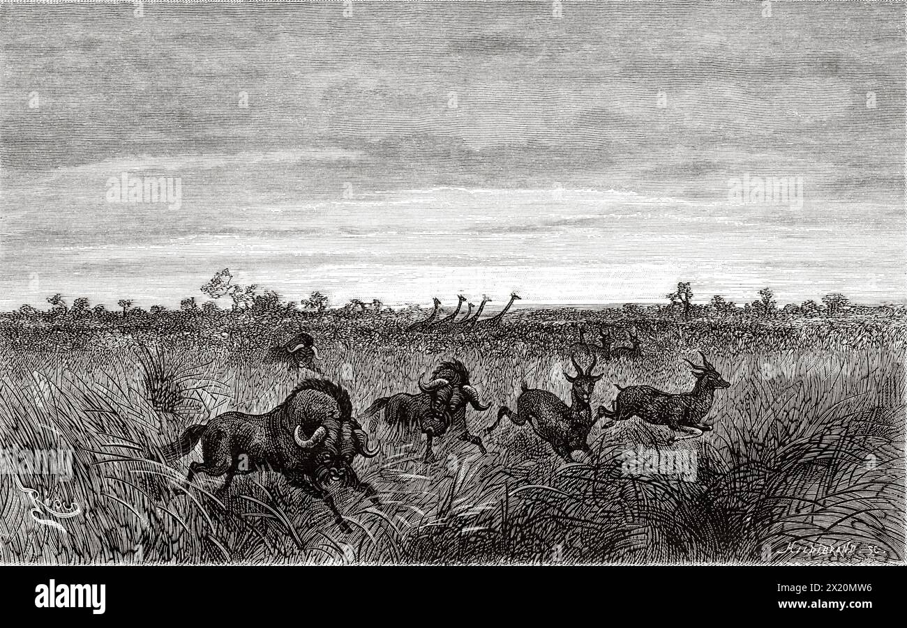Stampede di mandrie di animali sulle rive del fiume Ruvu, Tanzania, Africa orientale. Disegno di Edouard Riou (1833 - 1900) i laghi dell'Africa equatoriale, viaggio esplorativo 1883-1885 di Victor Giraud (1858-1898) le Tour du Monde 1886 Foto Stock