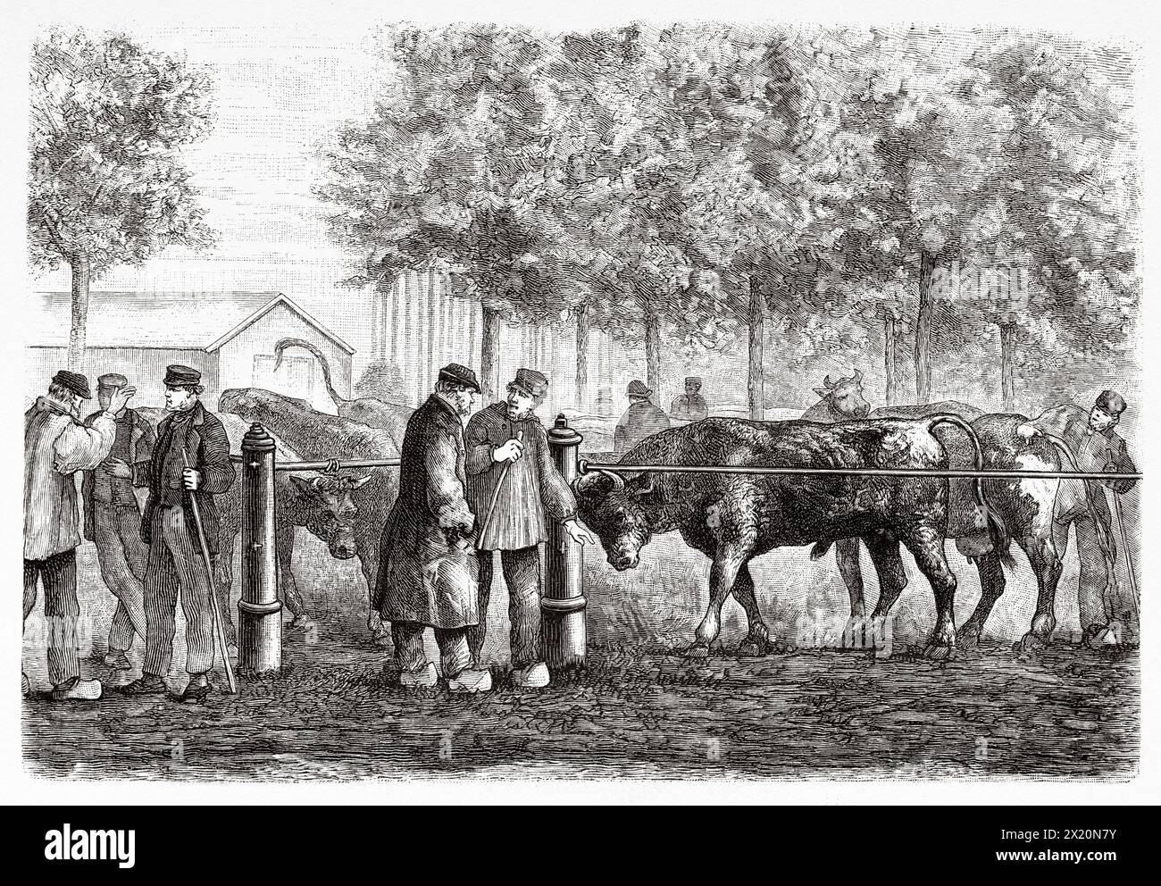 Mercato del bestiame nella città di Leeuwarden, Frisia, Paesi Bassi, Europa. Friesland, giornale olandese De Aarde en Haar volken, 1883. Le Tour du Monde 1886 Foto Stock