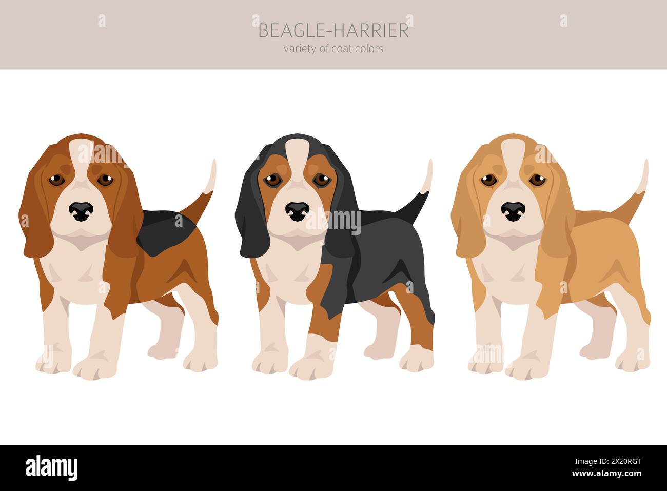 Beagle Harrier cucciolo a tutti i colori. Diversi colori di rivestimento e pose. Illustrazione vettoriale Illustrazione Vettoriale