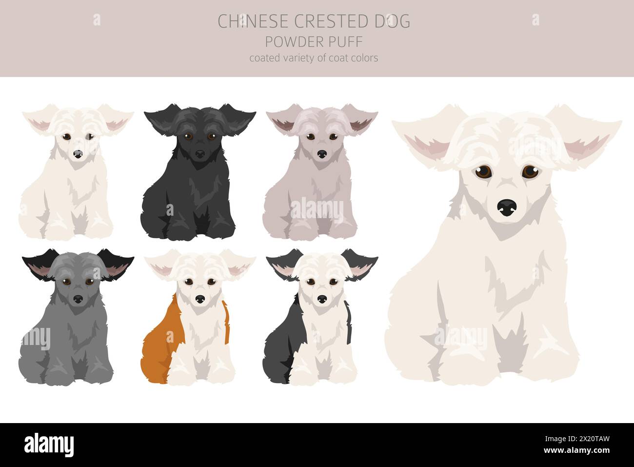 Cucciolo cinese con cresta rivestito di vari tipi di cuccioli. Pose diverse, set di colori per cappotti. Illustrazione vettoriale Illustrazione Vettoriale