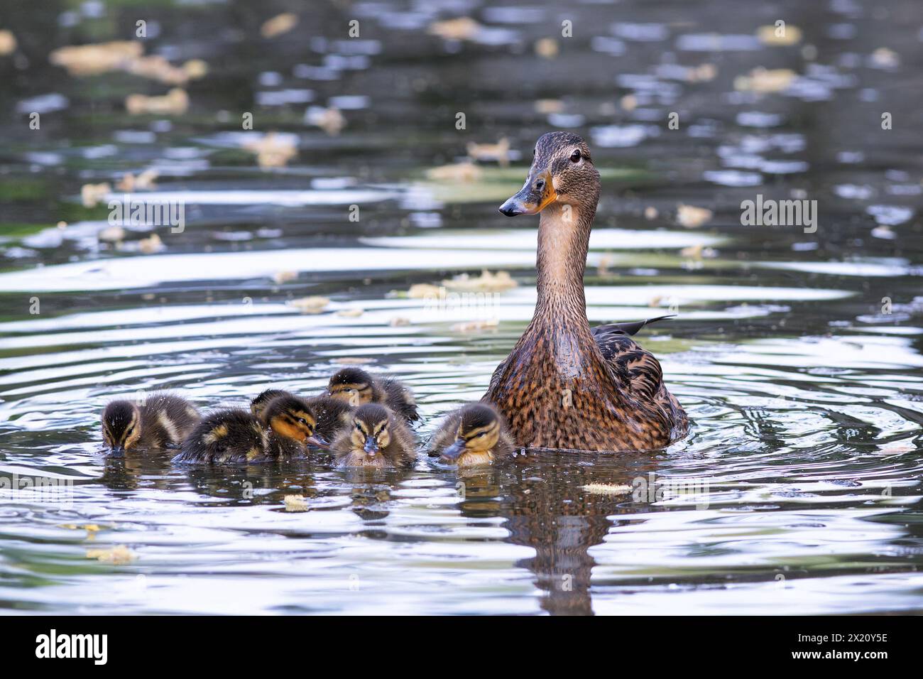 Gallina corallina curiosa con pulcini appena nati (Anas platyrhynchos) Foto Stock