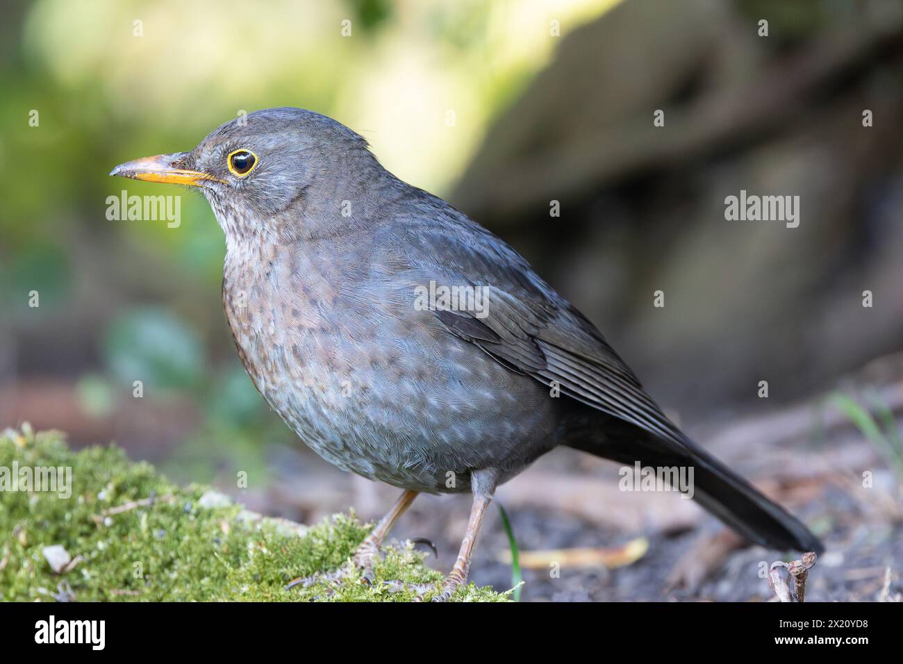 Primo piano timido femmina (Turdus merula), uccello selvatico nel parco Foto Stock