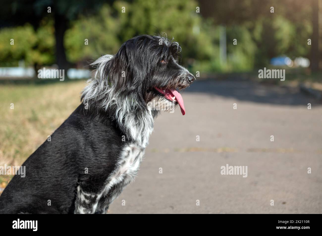 Ritratto di un cane mercantile nel parco. Cane nero peloso Foto Stock