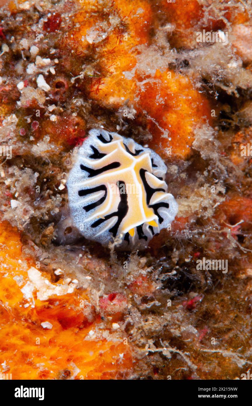 Fillidia dei funghi Foto Stock