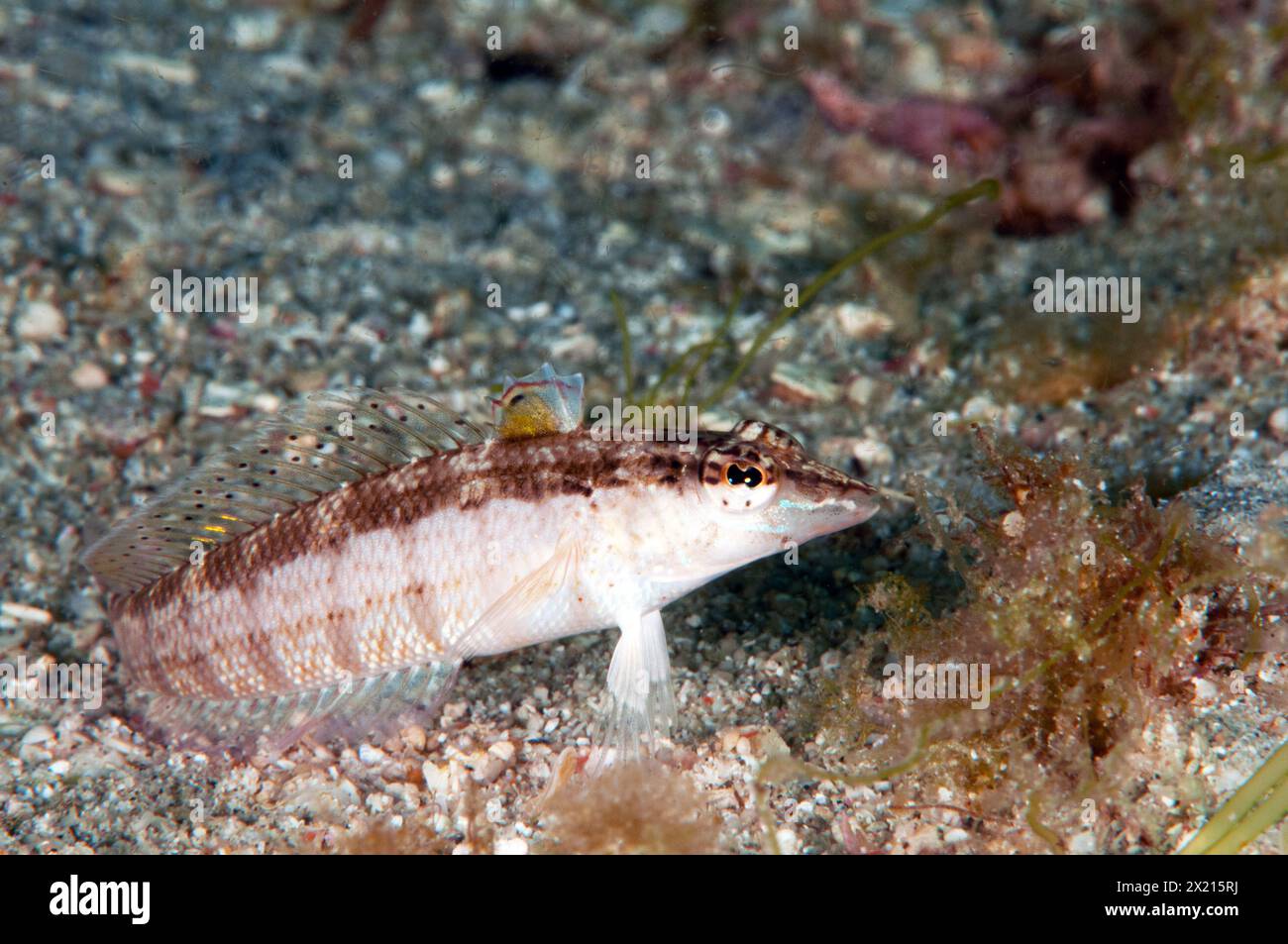 Sandperch Nosestrip Foto Stock