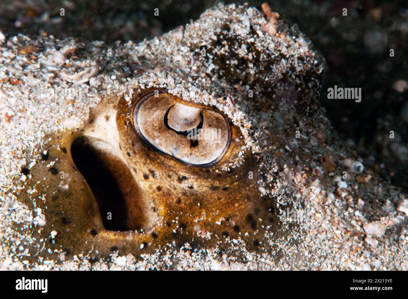 Purea maculata di blu Foto Stock