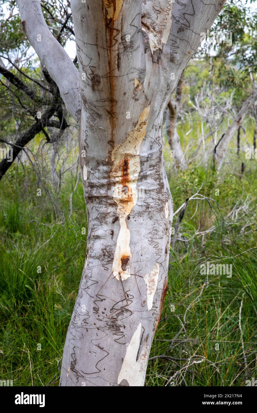 Gomma Scribbly, emastoma di eucalipto, endemico di Sydney Australia, scarabocchi causati dalla falena gommografica Ogmograptis, Australia Foto Stock