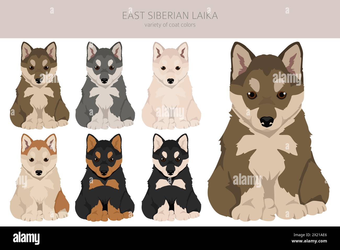 Clipart del cucciolo di laika nella siberiana orientale. Set di colori diversi per il rivestimento. Illustrazione vettoriale Illustrazione Vettoriale