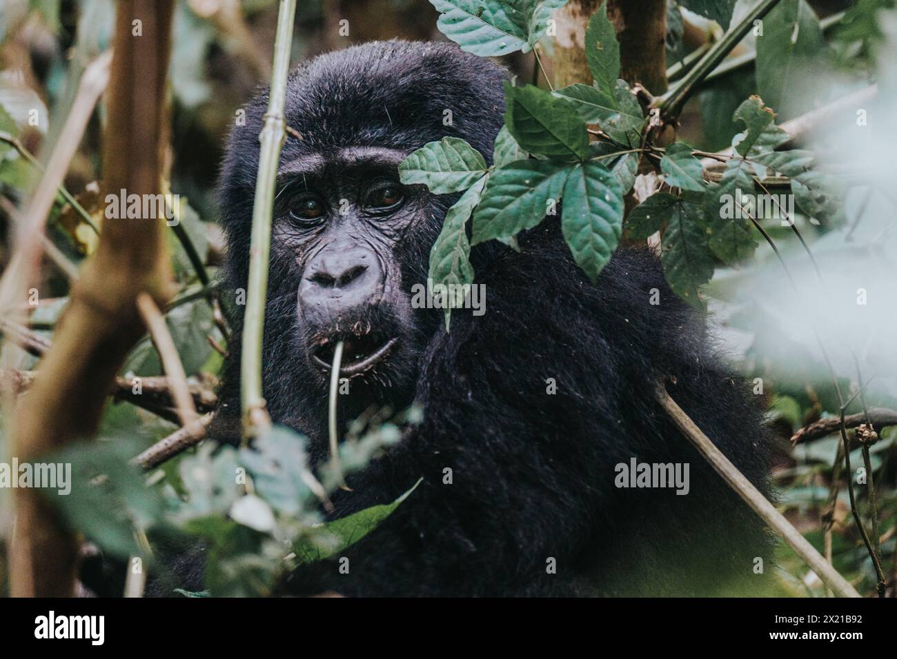 Gorilla di montagna nella foresta impenetrabile di Bwindi, Uganda Foto Stock