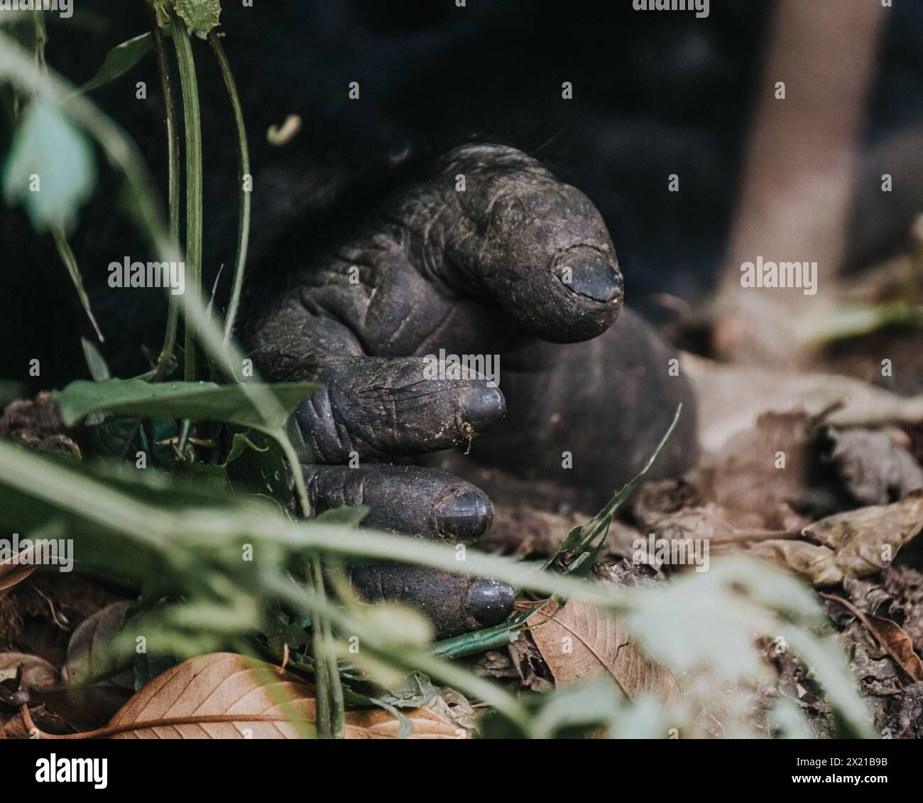 Gorilla di montagna nella foresta impenetrabile di Bwindi, Uganda Foto Stock