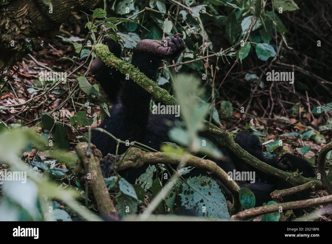 Gorilla di montagna nella foresta impenetrabile di Bwindi, Uganda Foto Stock