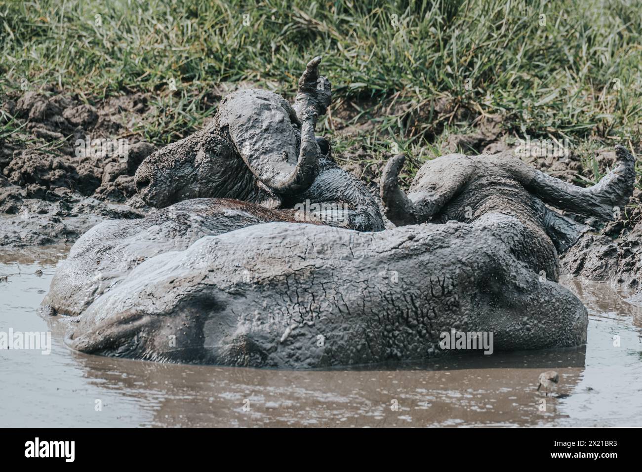 Bufalo d'acqua nel bagno di fango, Uganda Foto Stock