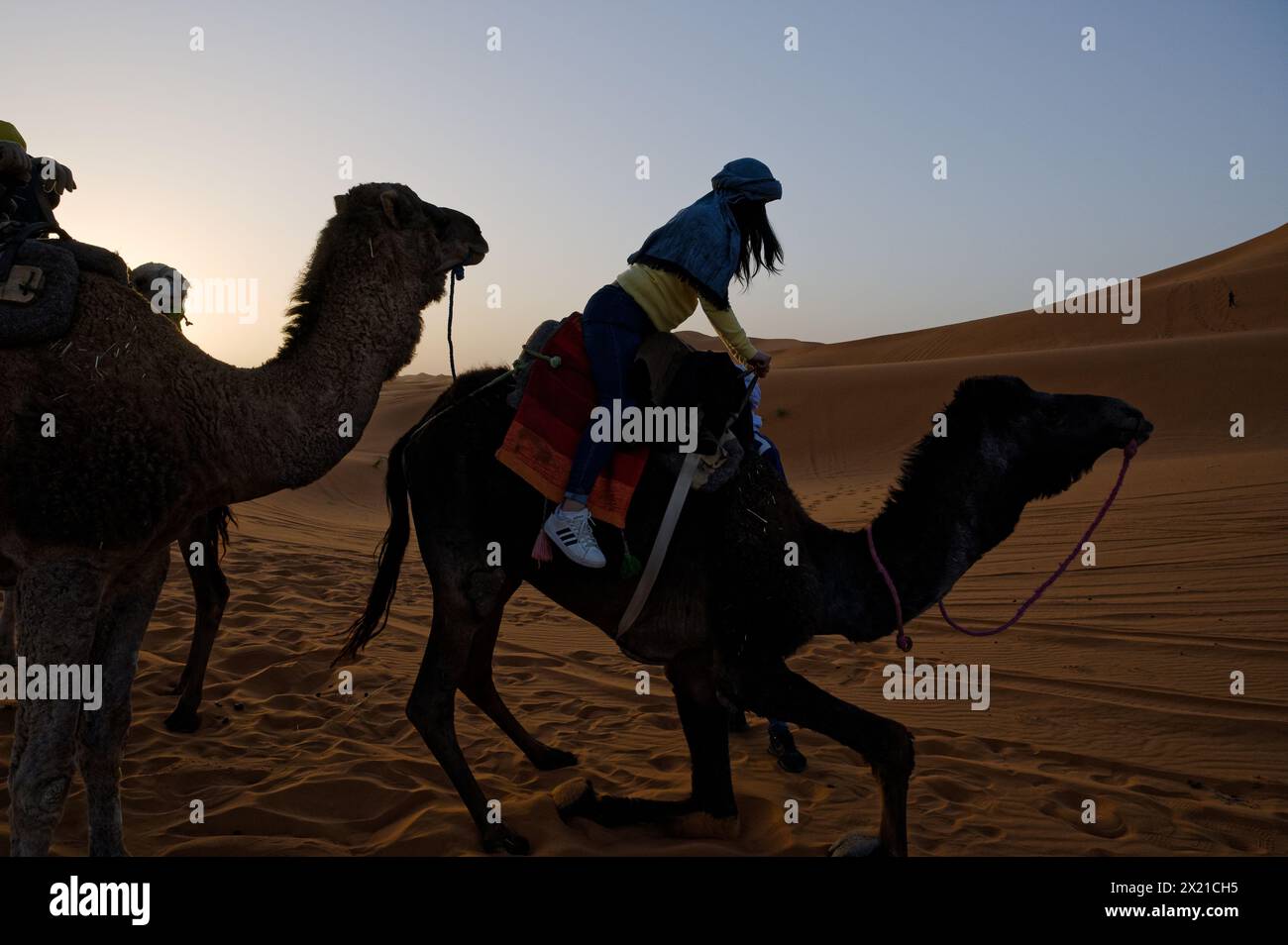 Una donna turistica monta un cammello che si innalza da inginocchiato a stare in piedi nel deserto di Merzouga, mentre altri piloti guardano le dune che si aprono. Foto Stock