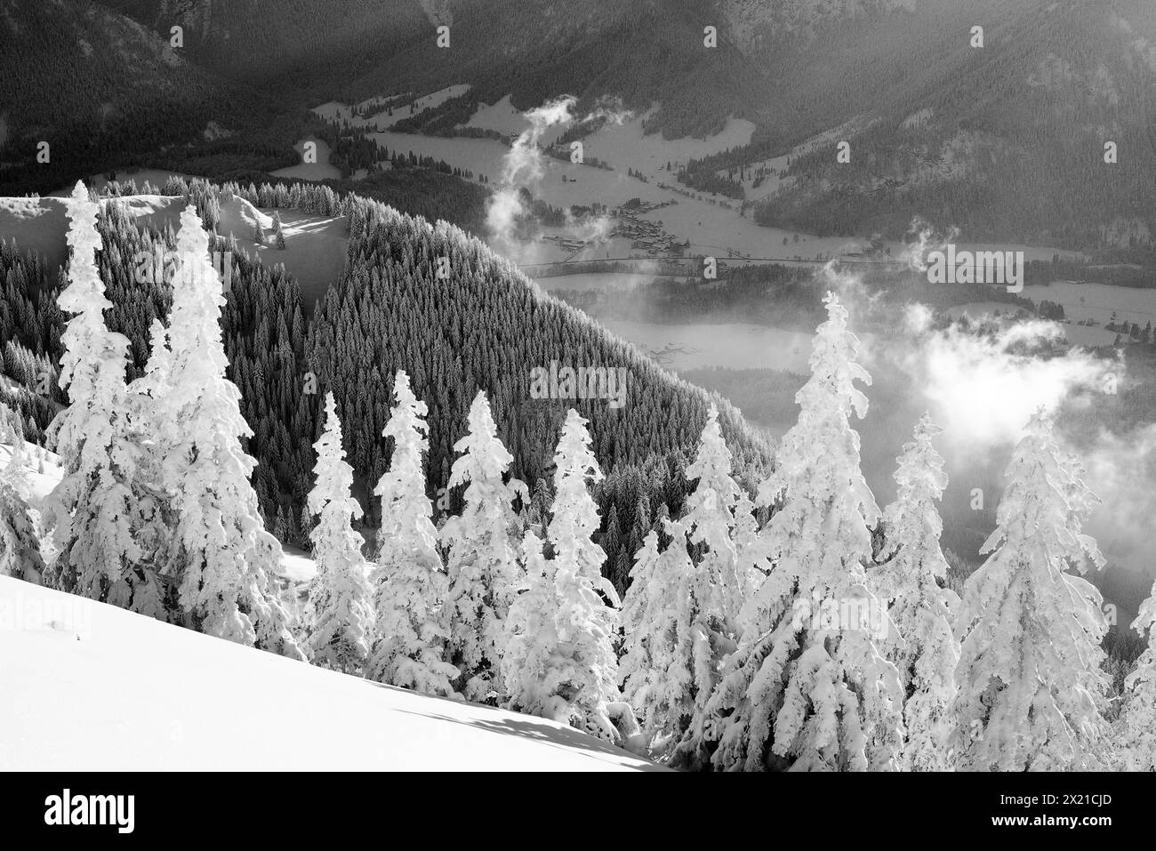Abeti innevati con una vista profonda su Leitzachtal, Breitenstein, Montagne delle Cascate, Alpi Bavaresi, alta Baviera, Baviera, Germania Foto Stock
