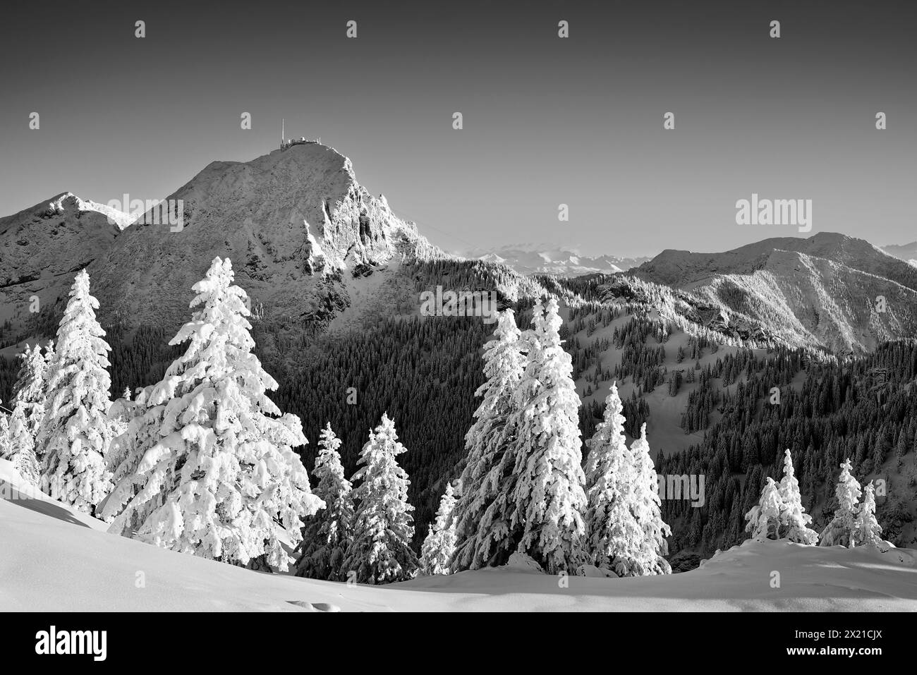 Abeti innevati con Wendelstein, da Breitenstein, Monti Mangfall, Alpi Bavaresi, alta Baviera, Baviera, Germania Foto Stock