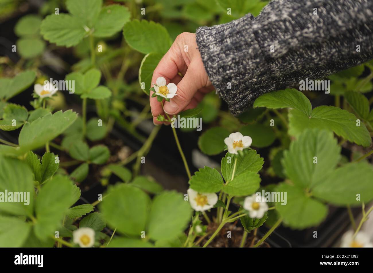 La mano di una donna tocca un fiore di fragola nel giardino all'aperto Foto Stock