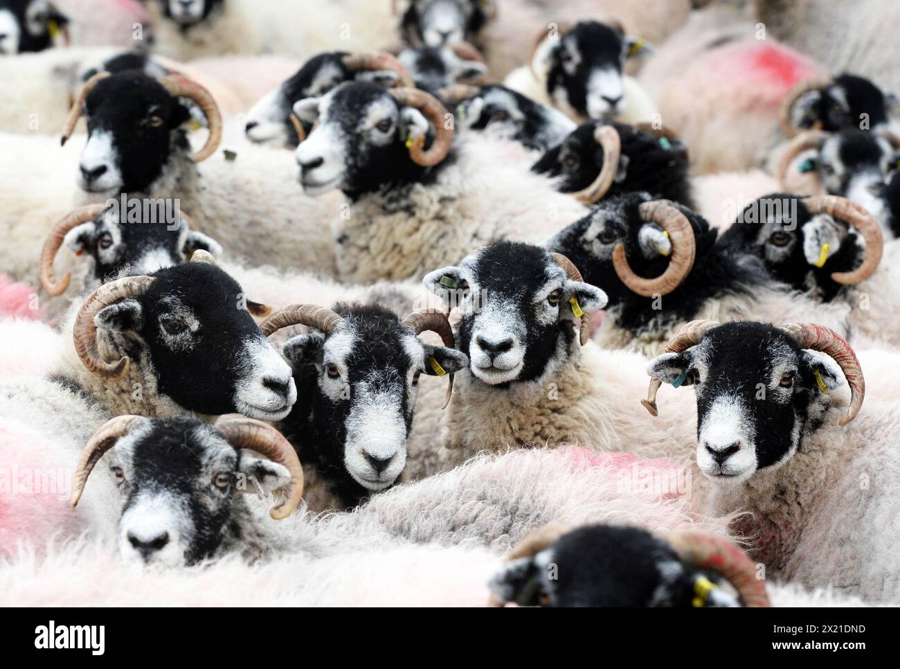 Raccogliendo le pecore dalle pendici di Cross cadde nei Pennini settentrionali. Questo tradizionale raduno è uno dei tre durante l'anno. Foto Stock