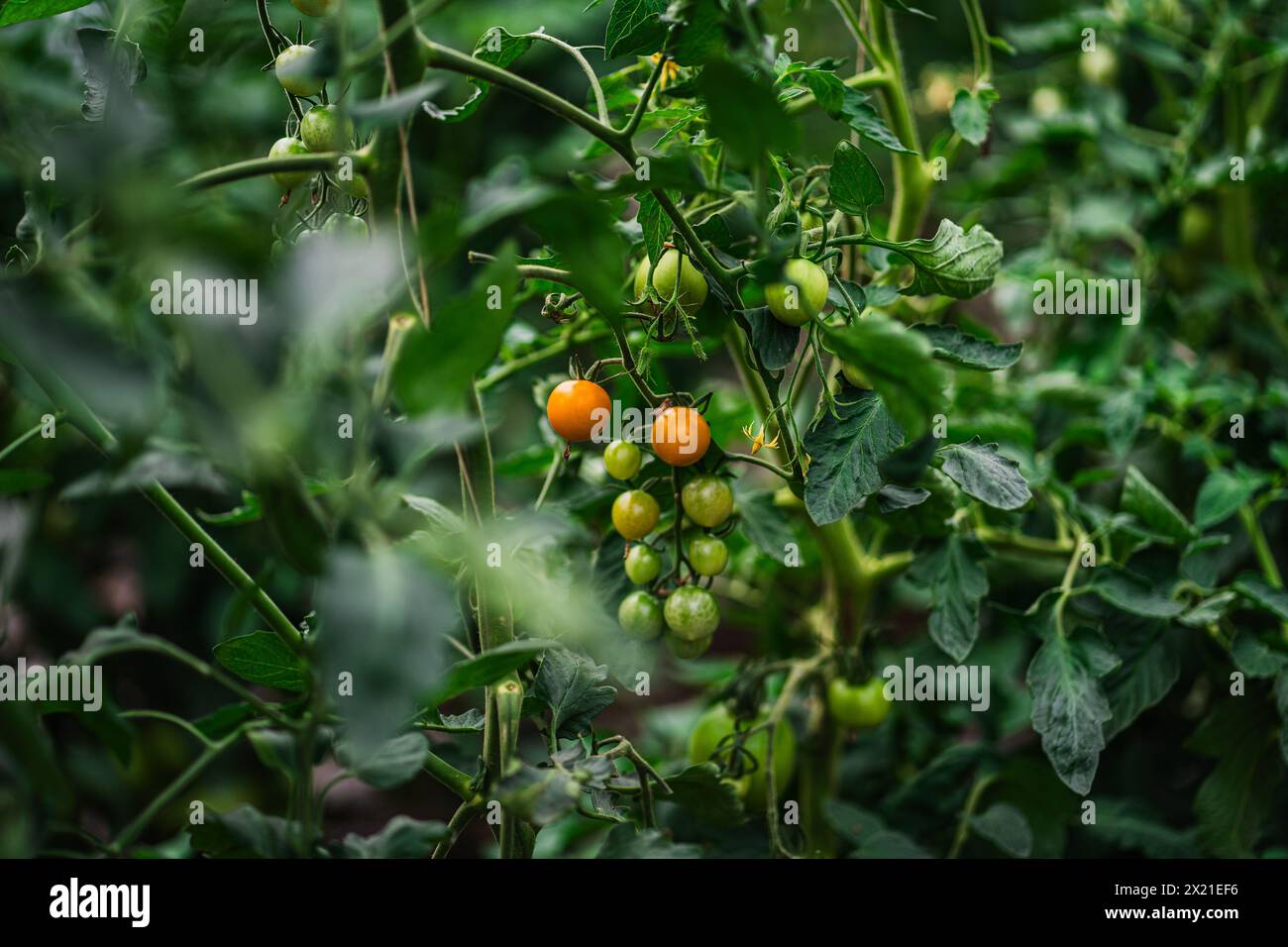 Pomodori ciliegini stagionati, lussureggianti vigneti verdi Foto Stock