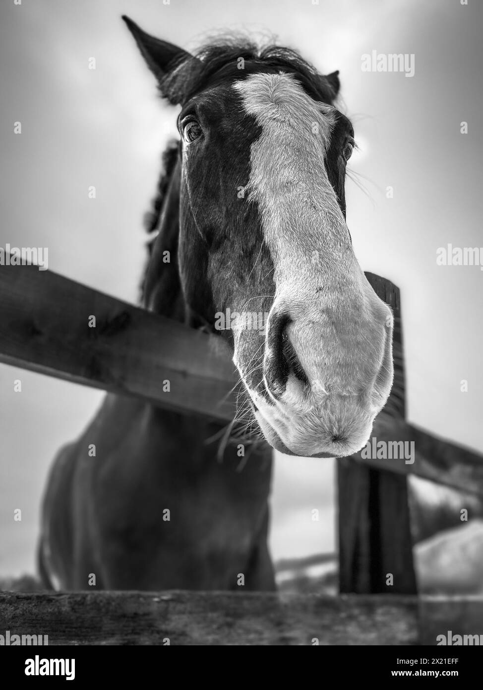 Sguardo da vicino equino, ritratto cavallino monocromatico Foto Stock