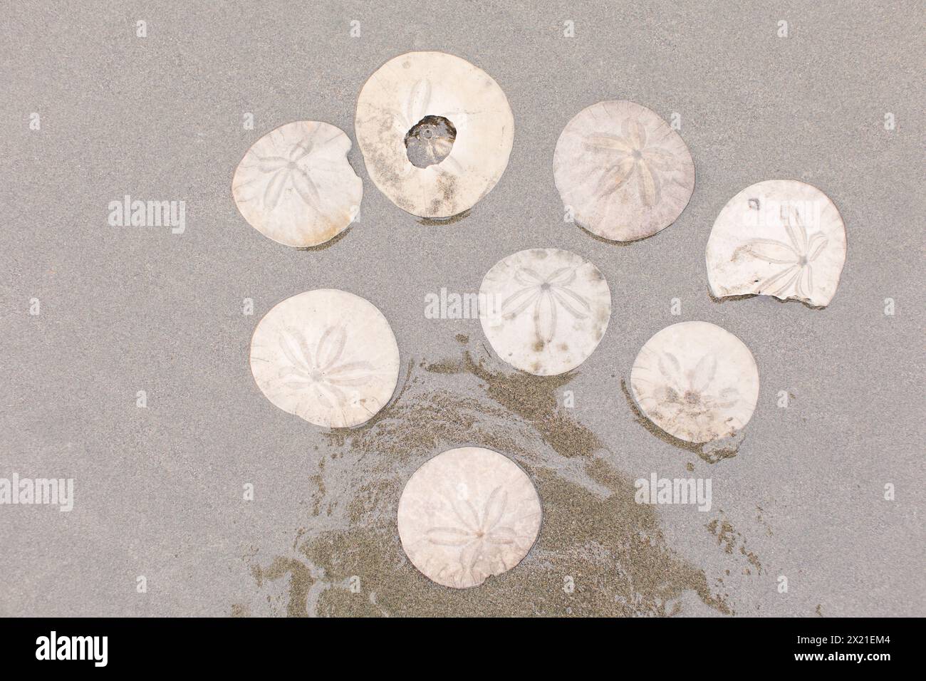 Dollari di sabbia sparsi sulla sabbia Foto Stock