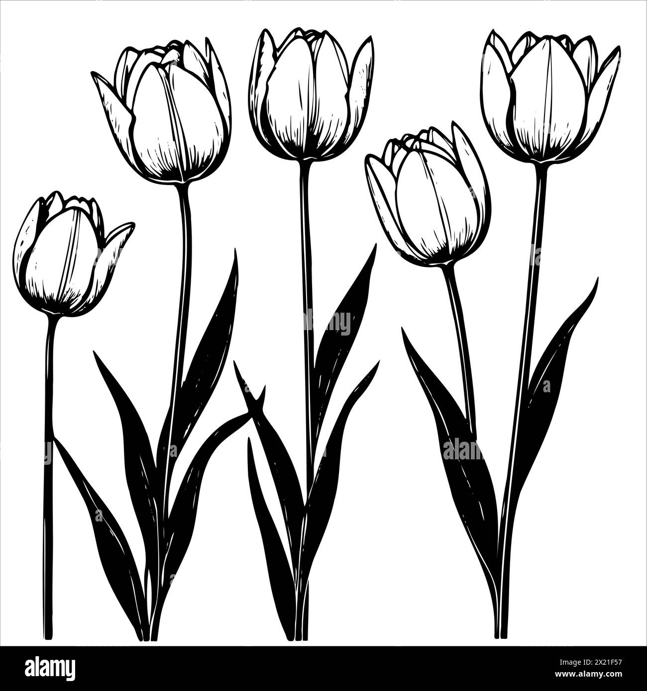 Un disegno in bianco e nero di cinque tulipani. I fiori sono di dimensioni diverse e disposti in fila. Il disegno ha un'atmosfera serena e tranquilla, un Illustrazione Vettoriale