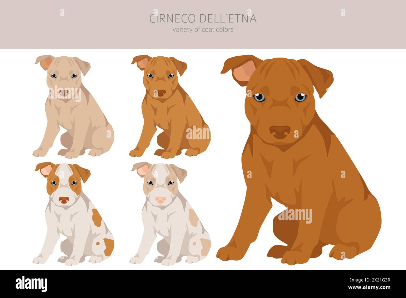Cirneco dell'Etna, cagnolino siciliano. Pose diverse, set di colori per cappotti. Illustrazione vettoriale Illustrazione Vettoriale