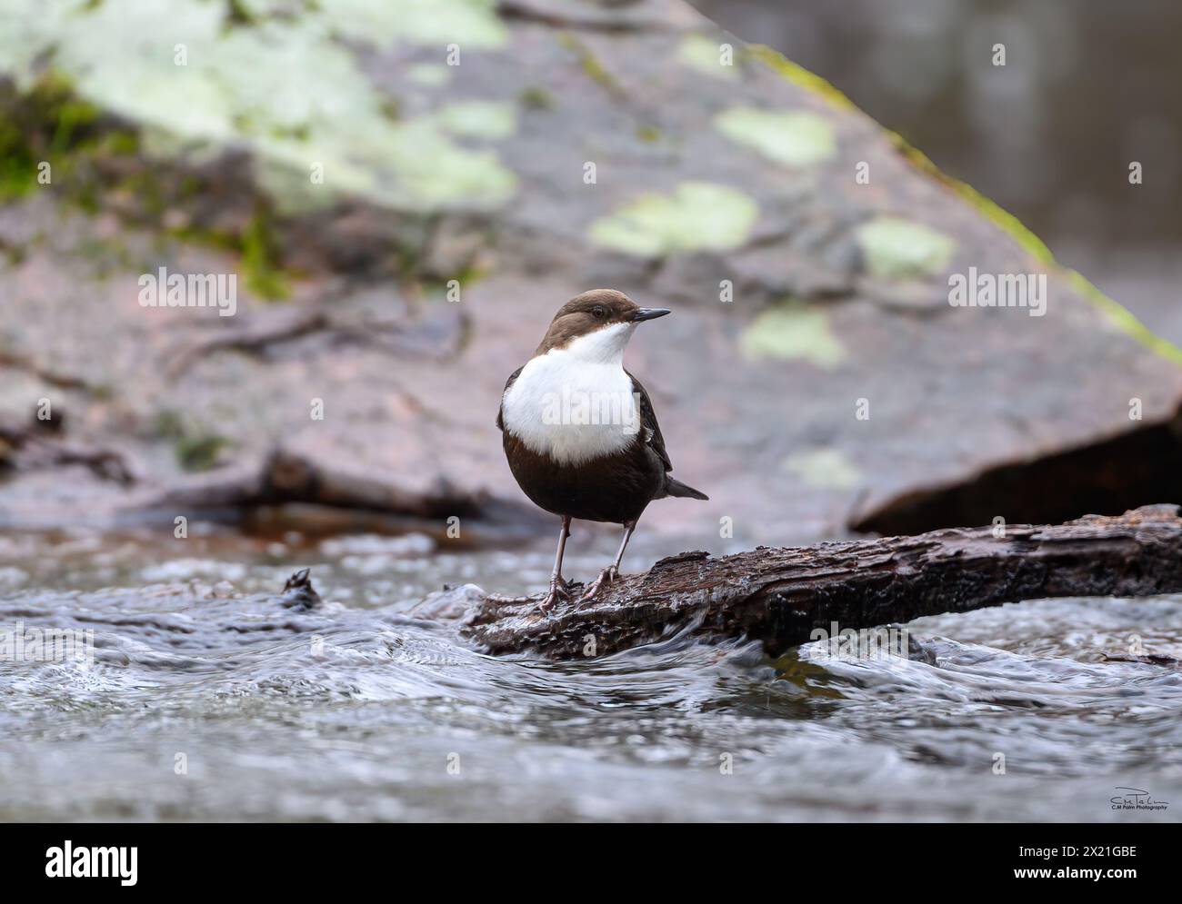 Dipper fotografato nel Valstad kvarn in Svezia. Lunga vita per farsi vedere, ma ne e' valsa la pena. Foto Stock