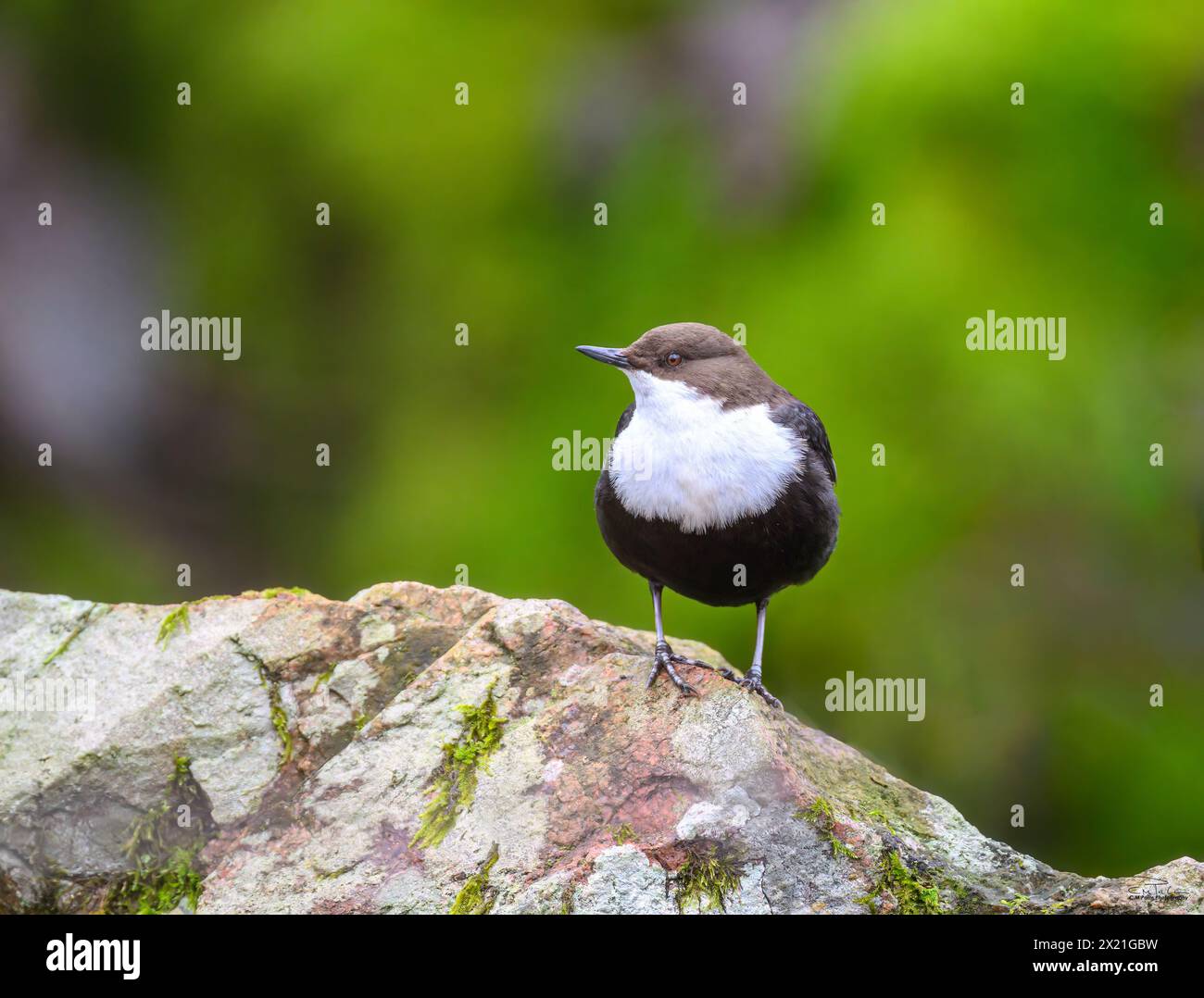 Dipper fotografato nel Valstad kvarn in Svezia. Lunga vita per farsi vedere, ma ne e' valsa la pena. Foto Stock