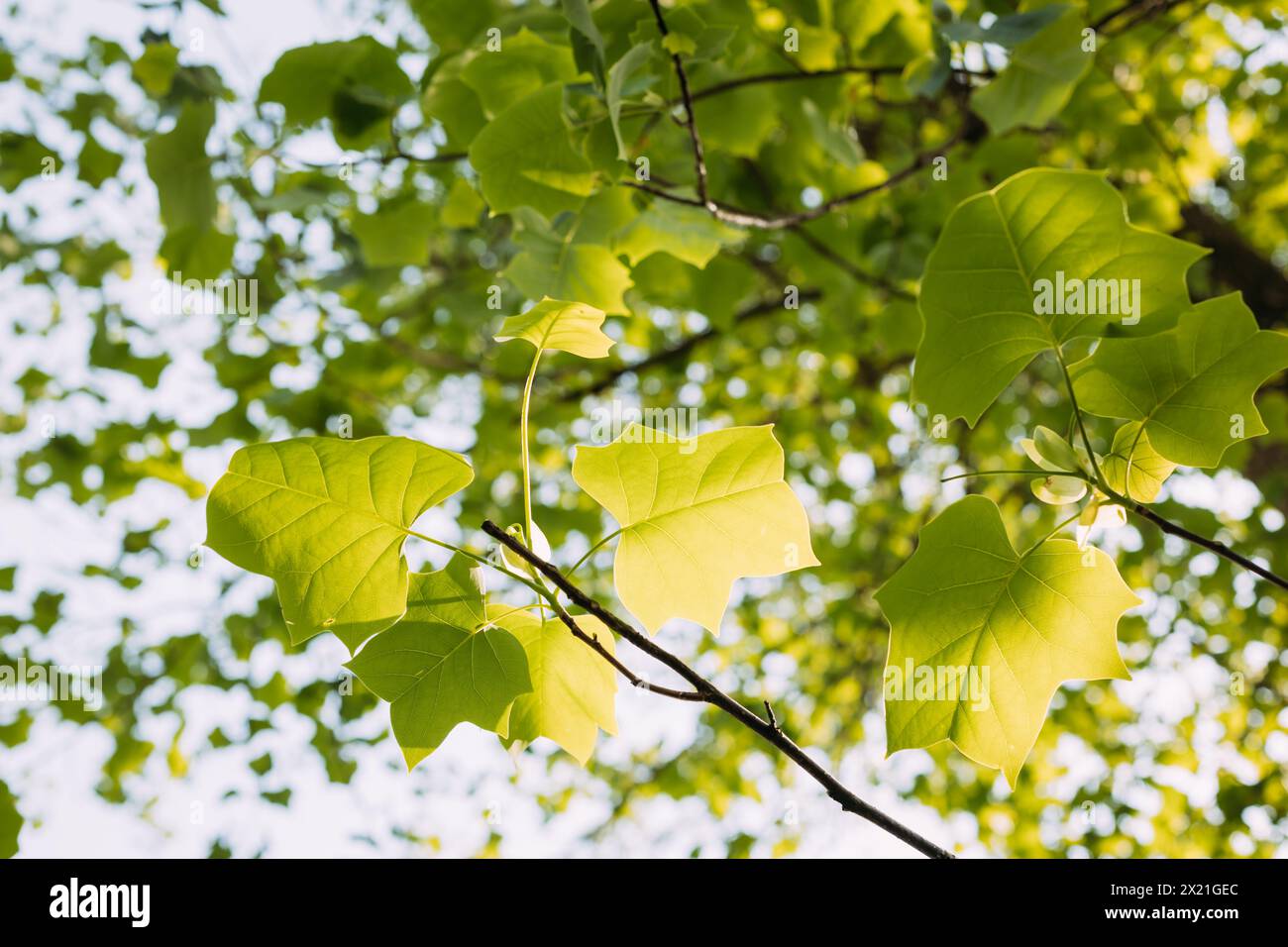 Foglie di pioppo che crescono sugli alberi durante la primavera Foto Stock