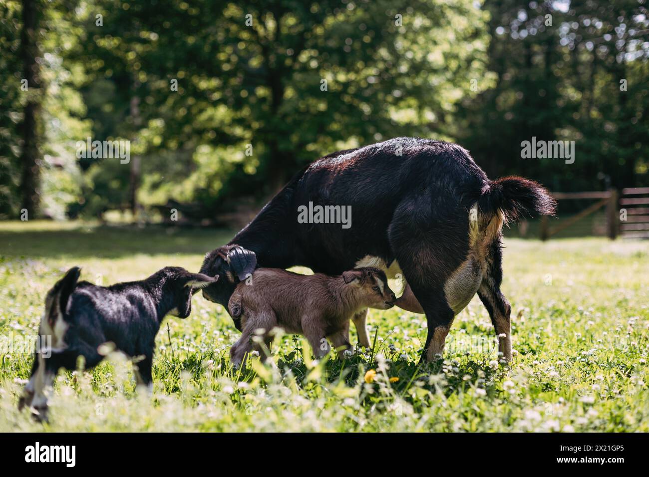 Capre che si allattano da madre capra in pascolo Foto Stock