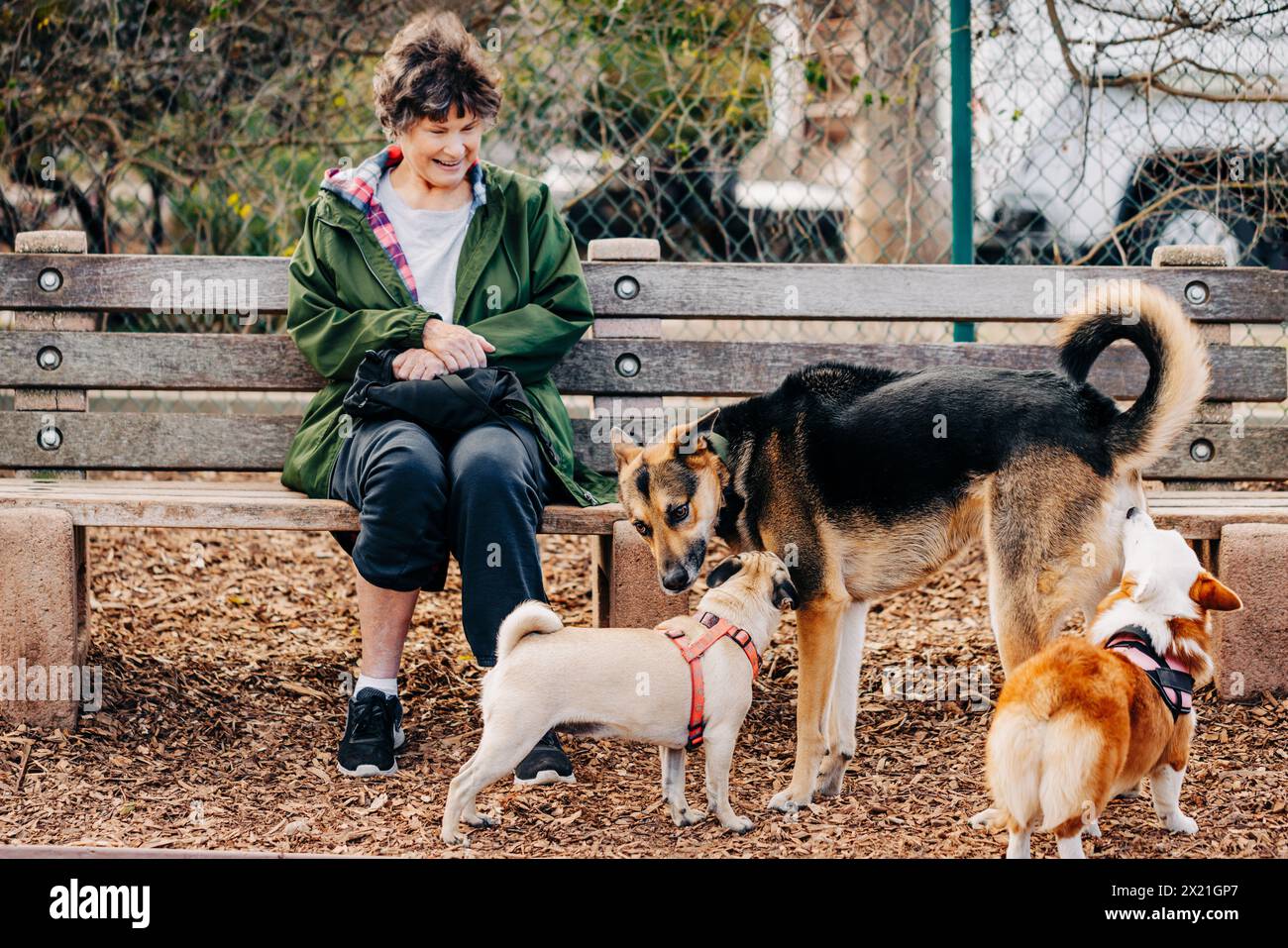 Donna seduta in panchina al parco per cani sorridente di tre cani interac Foto Stock
