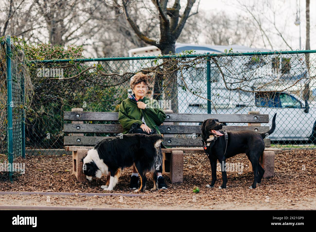 Donna seduta in panchina al parco per cani con due cani in giornata ventosa Foto Stock
