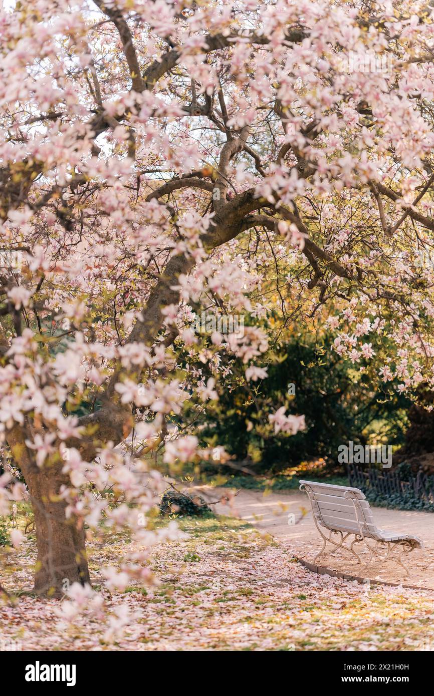 magnolia bianca in fiore e panca in un parco vuoto in primavera Foto Stock