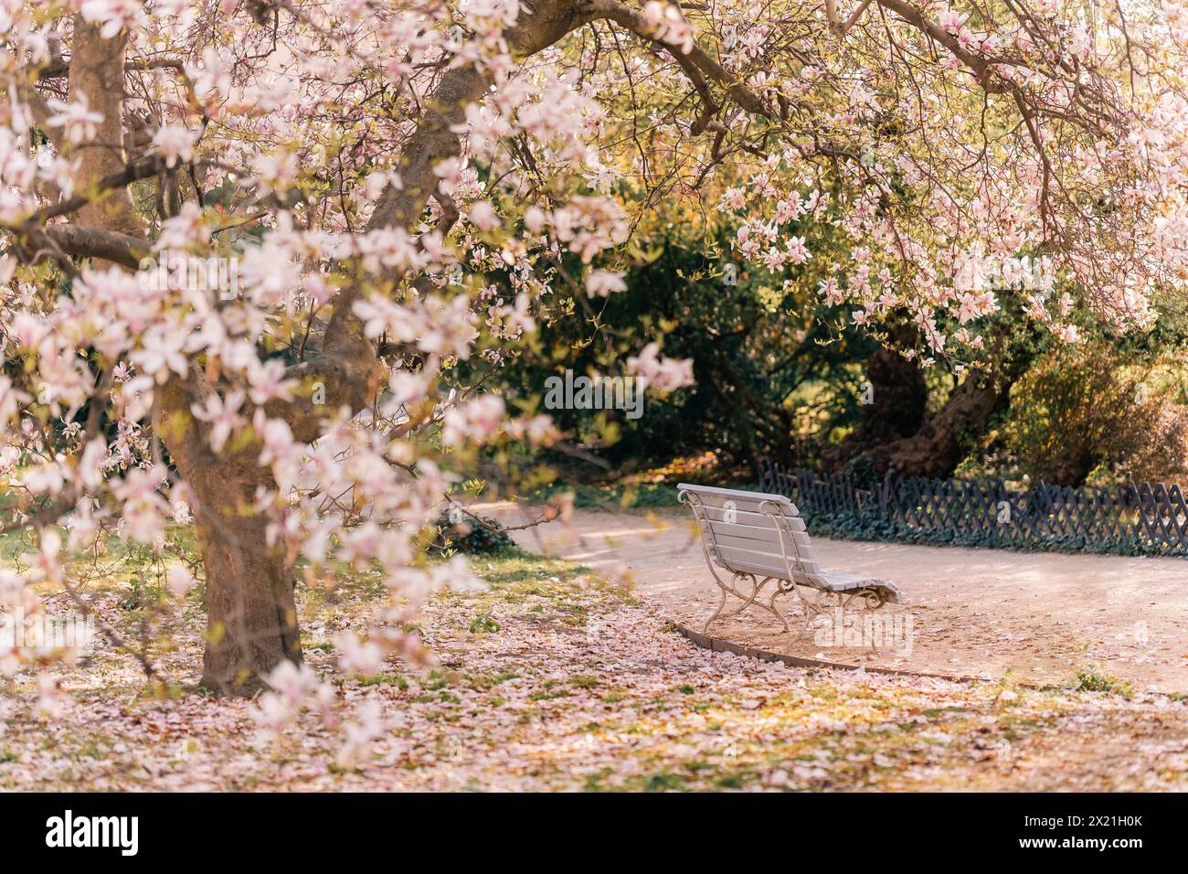magnolia rosa in fiore e panca in un parco di Praga Foto Stock
