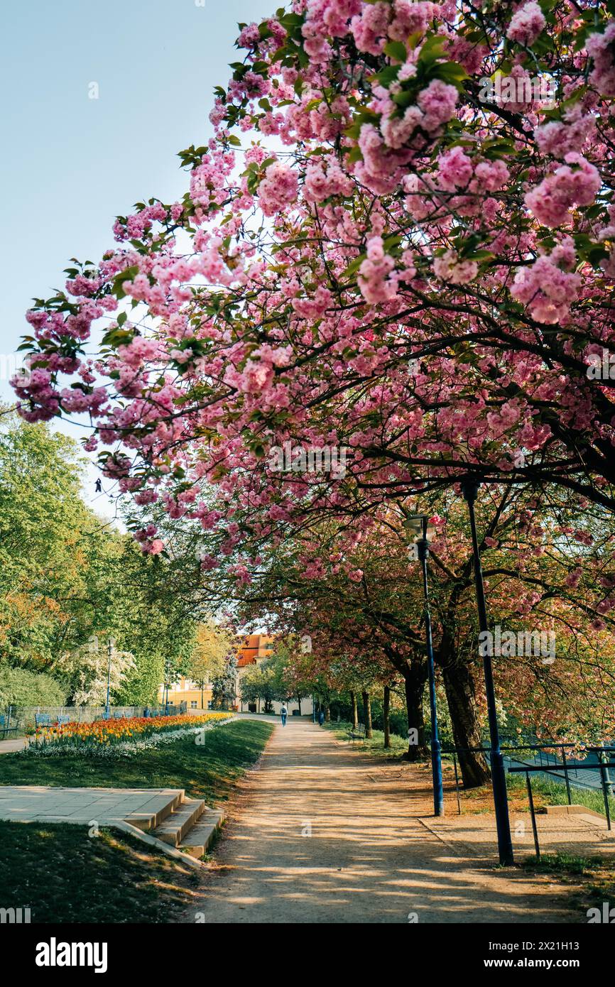 Un lungo vicolo di alberi fioriti al mattino senza gente Foto Stock