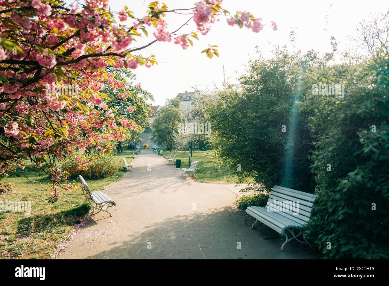 Alberi e panchine in fiore rosa nel parco di Praga Foto Stock