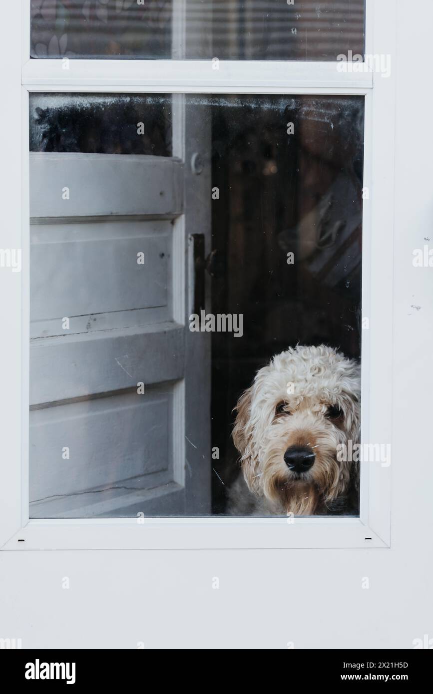 Il cane Goldendoodle guarda fuori dalla porta laterale di casa in una mattina di primavera Foto Stock